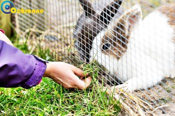 Siatki Chełm - Zabezpieczenie hodowli ptactwa dla terenów Chełma